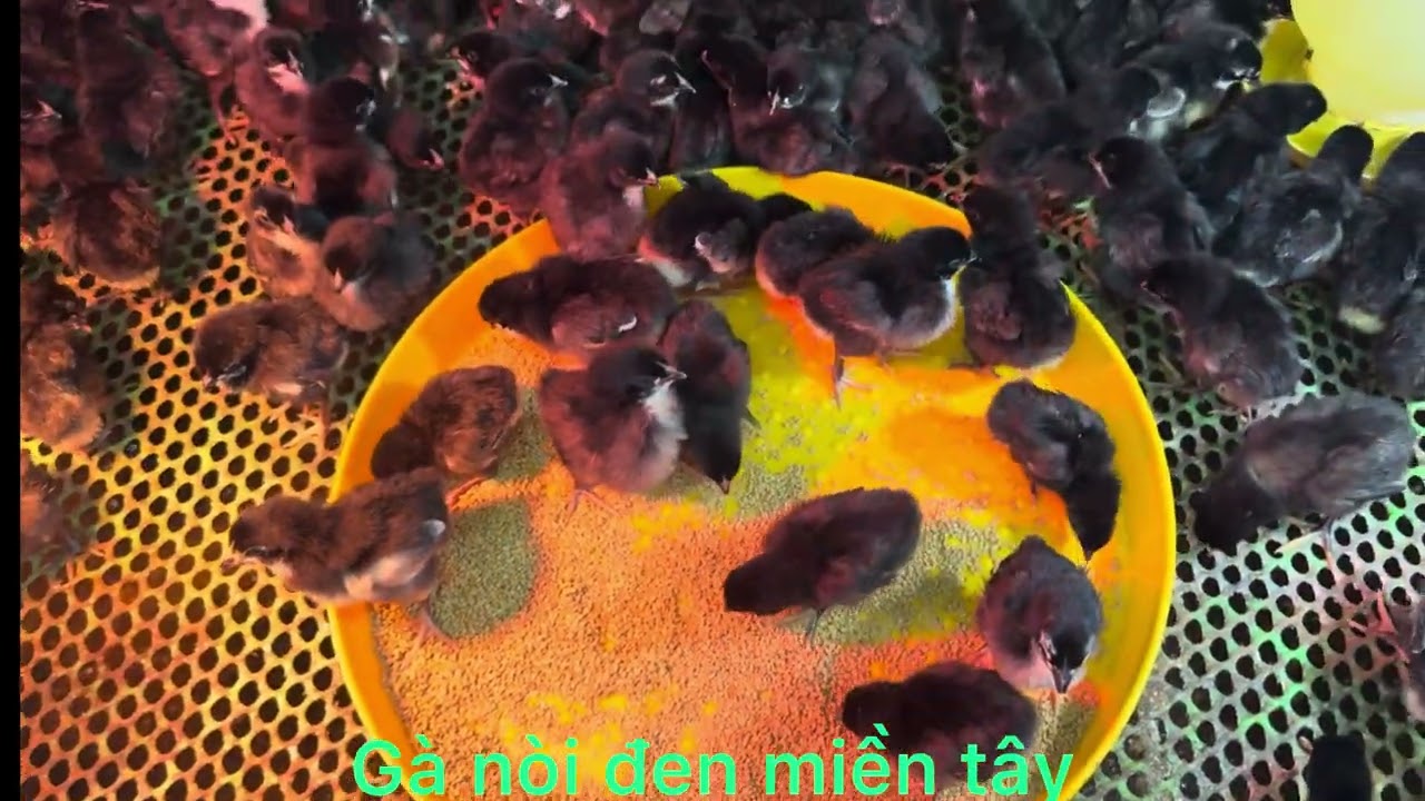 GÀ NÒI ĐEN MIỀN TÂY – DÒNG GÀ SIÊU ĐẸP, KHỎE MẠNH, THỊT NGON – GIỐNG GÀ ĐẶC SẢN CHO NHÀ NÔNG