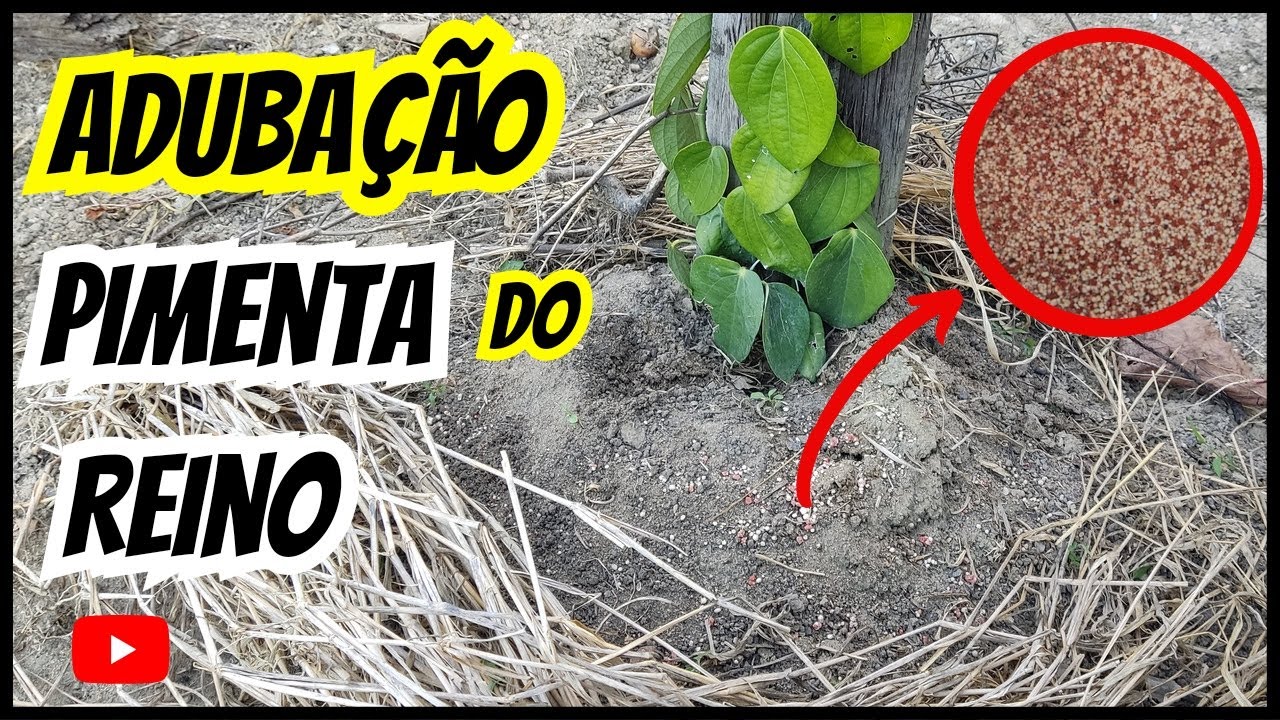 COMO ADUBAR PIMENTA DO REINO?