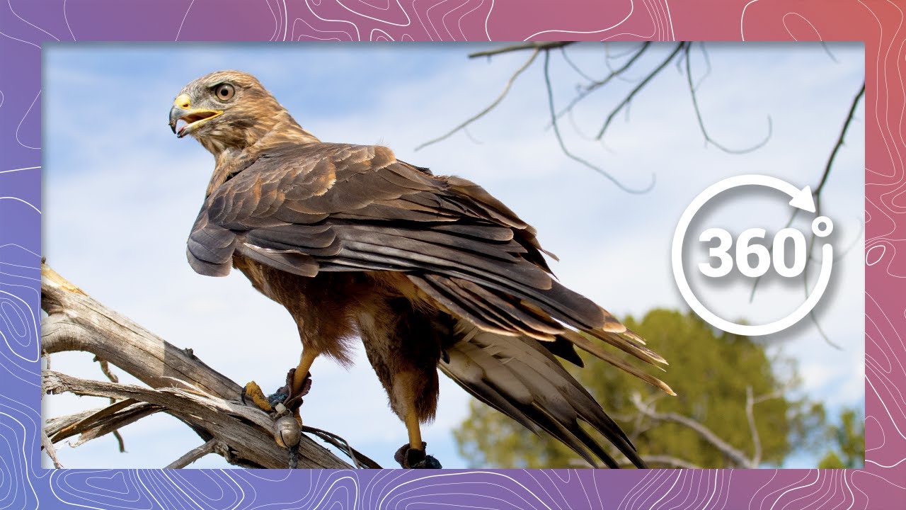 Augur Buzzard Education with Nature's Educators | Wildlife in 360 VR