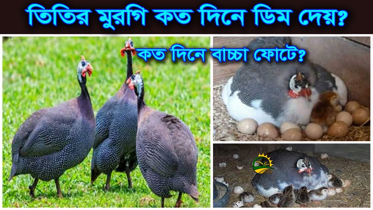 তিতির মুরগি কত দিনে ডিম দেয় এবং কত দিনে ফুটে ৷ Titir Murgi DIM Production SECRETS Revealed!