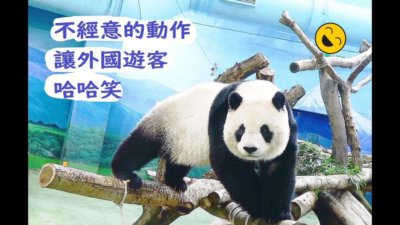 圓仔不經意的動作讓外國遊客哈哈笑20260312