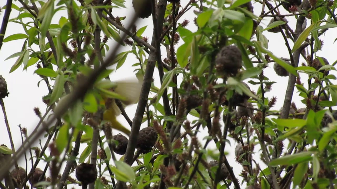 Yellow Warbler - Paruline jaune