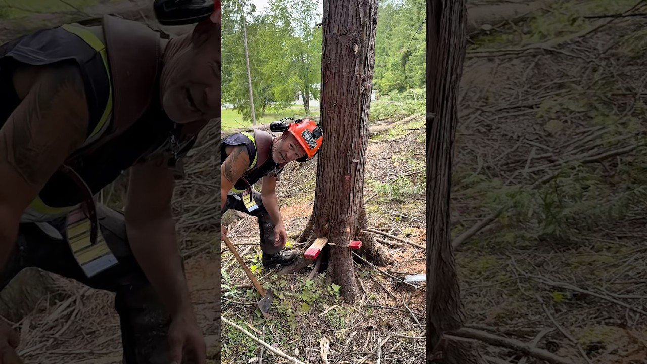 Wedgemanship #treecutting #wedges #treefaller #treefelling #logger #chainsaw #husqvarna