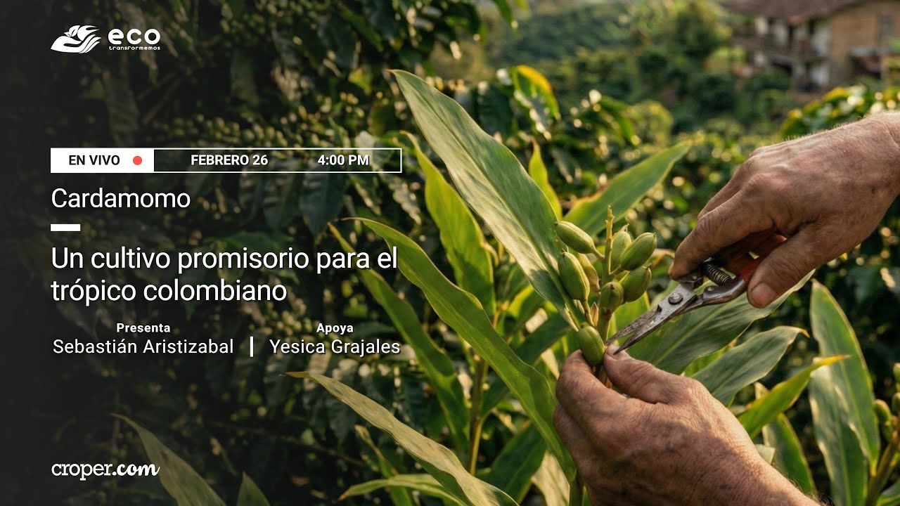 Cardamomo, un cultivo promisorio para el trópico colombiano.