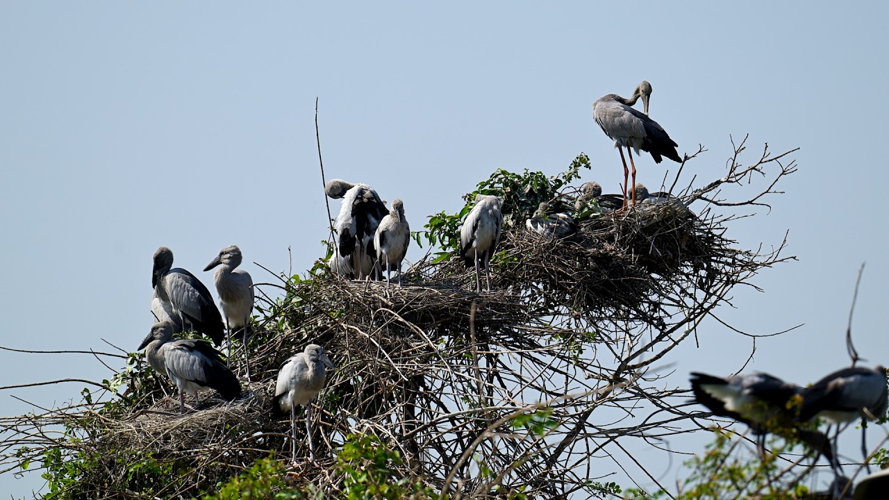 EP527 AMAZING PLACE OF AVIAN BIRD CRANE NESTING ON THE TREE FLOODED FOREST RAINFOREST RELAXING FILM