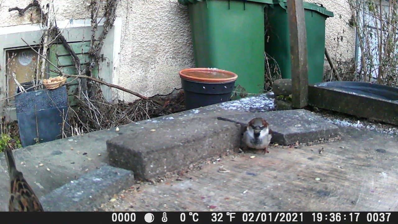 Wildkamera Crenova 07.01.2022 mein kleines Garten Gewusel