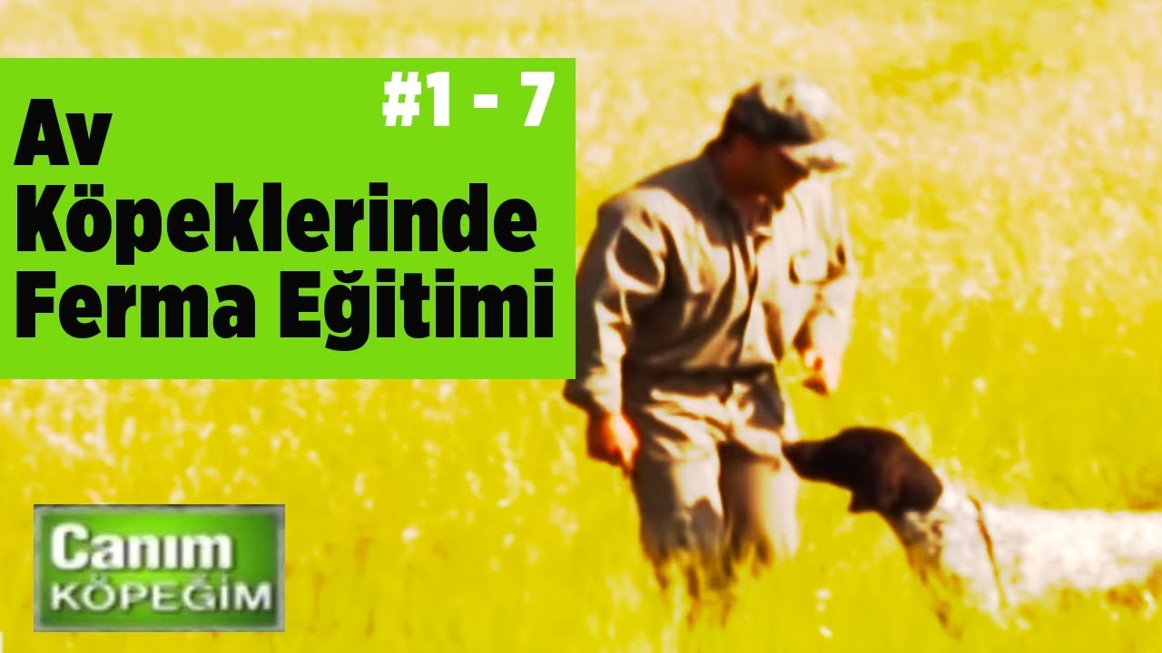 Av Köpeklerinde Aport Eğitimi  Canım Köpeğim 1.Sezon 7.Bölüm YABAN TV