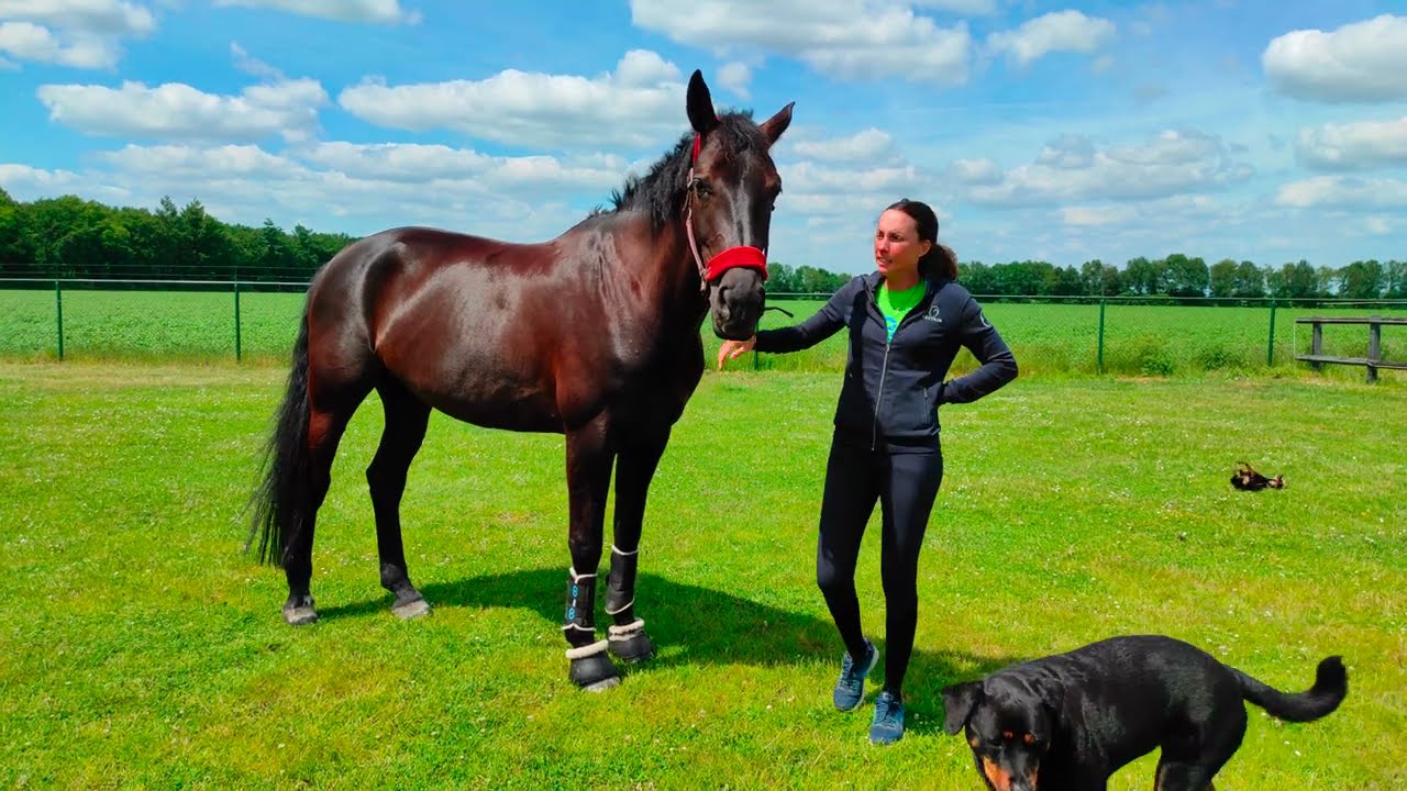 Vi presento i miei cavalli - Equitazione con laurettarider - Laura Lorenzetti