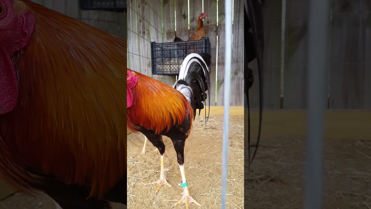 PRODUCCIONES CASTILLO GAME FARM