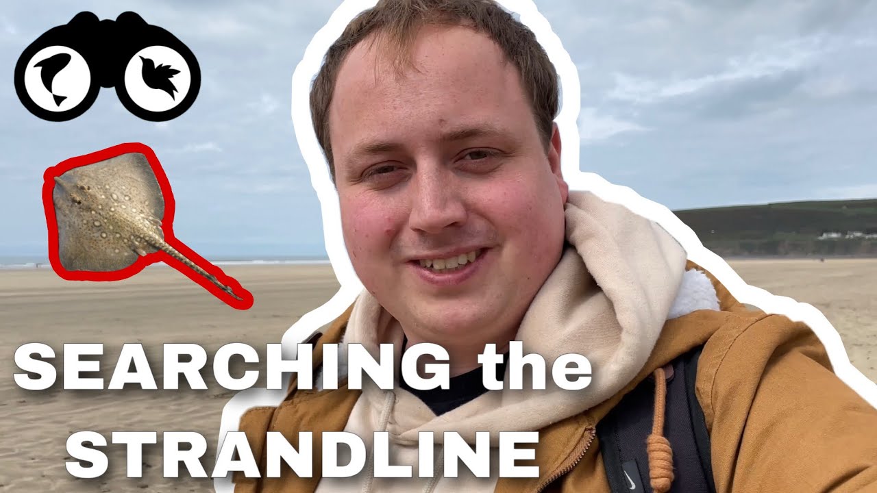 Beachcombing in North Devon | Searching the Strandline (DOZENS of Rays washed up, WHY!?) | Saunton
