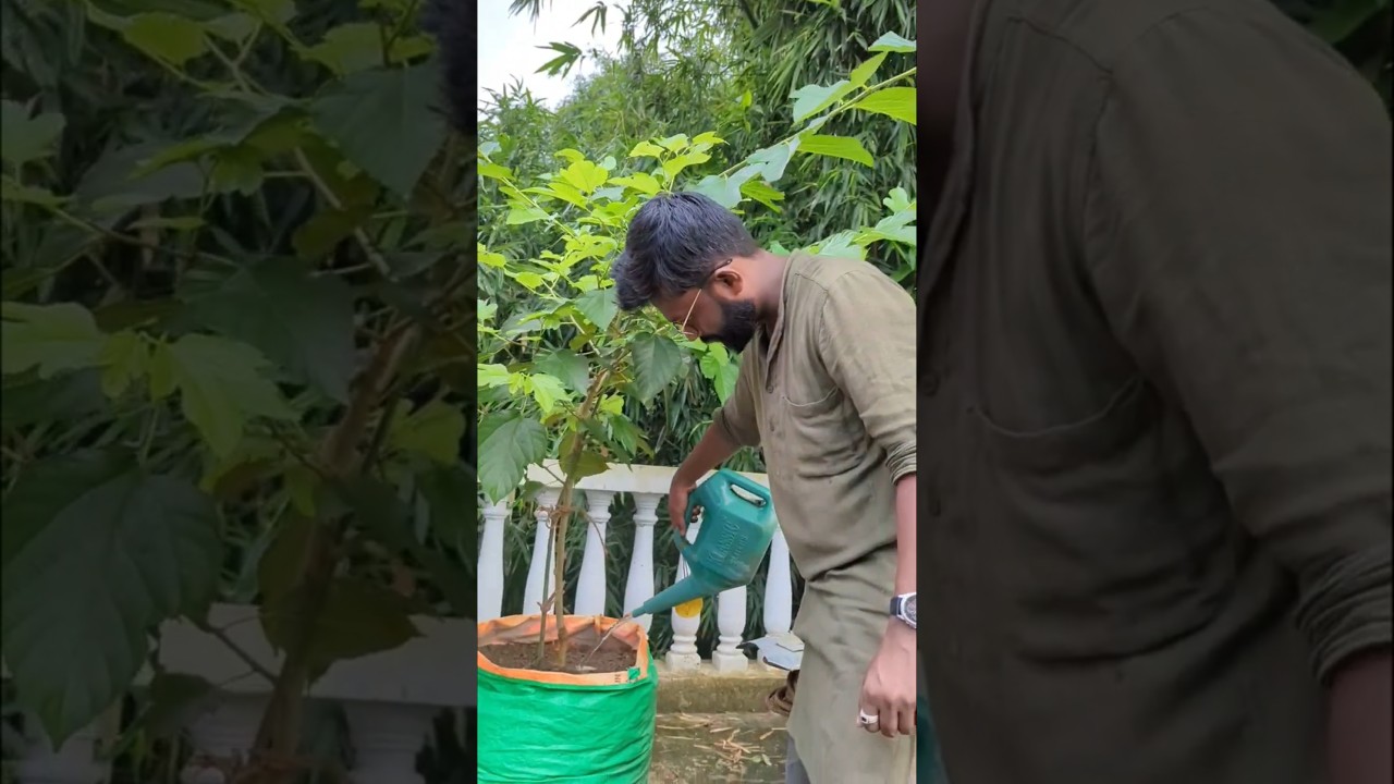 How to grow Mulberry plant on terrace