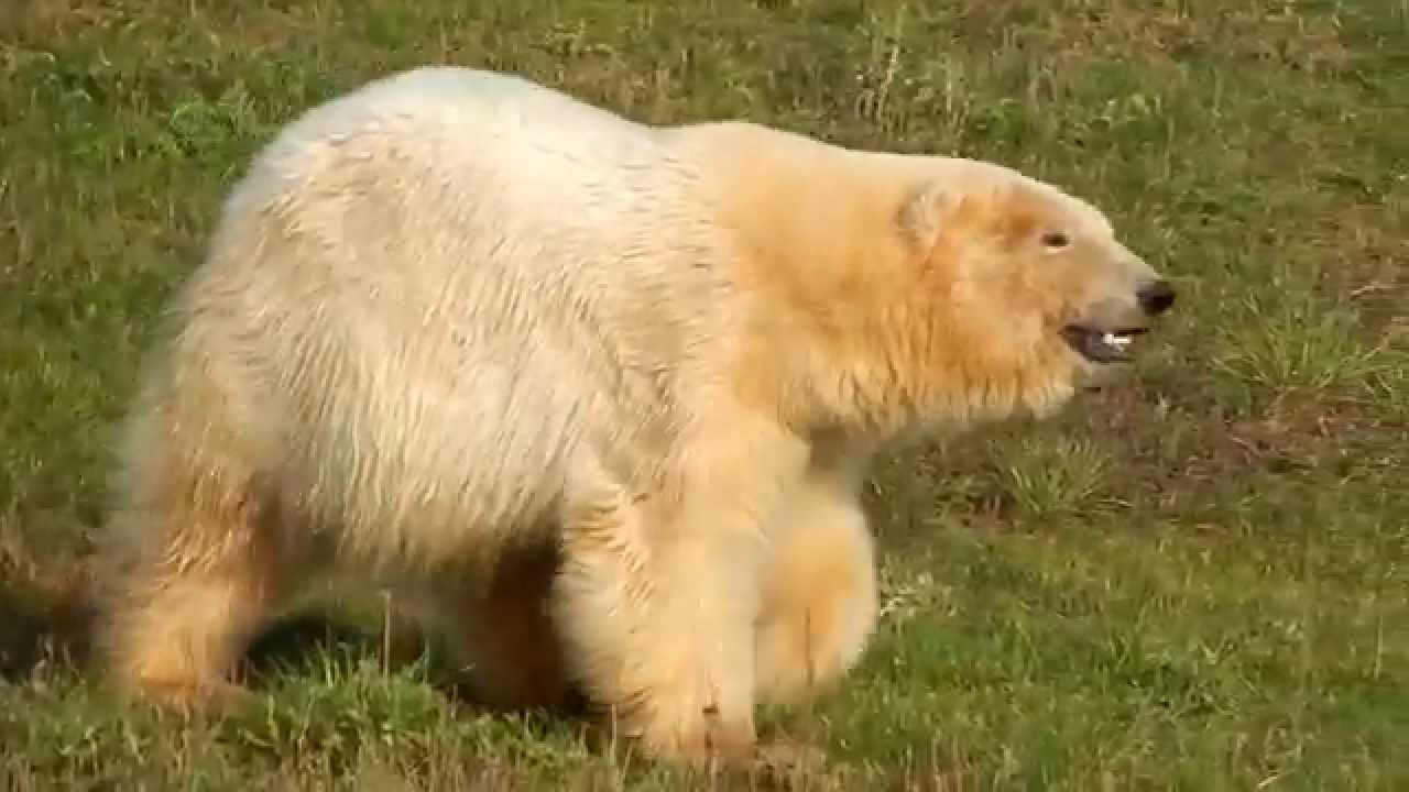 Polar Bears (inc Nissan, Pixel & Victor) at Yorkshire Wildlife Park, Yorkshire - 31st October 2015