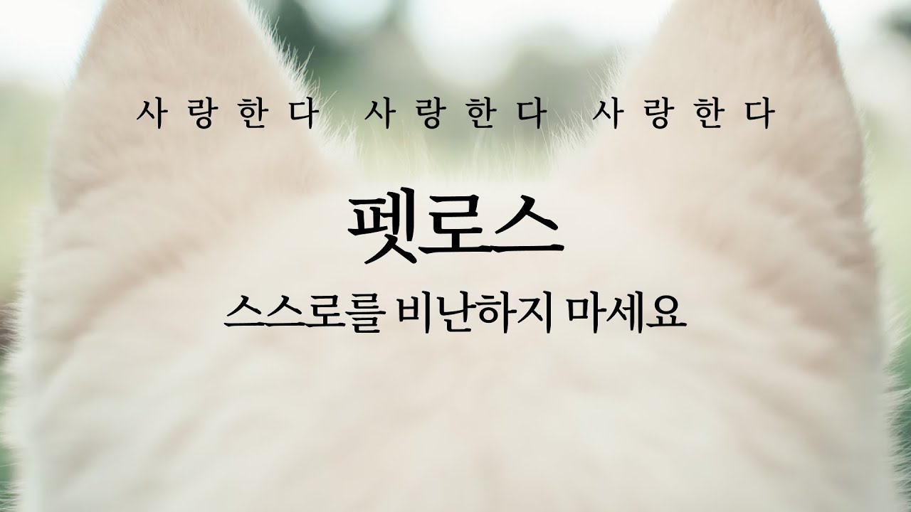 펫로스: 스스로를 비난하지 마세요 