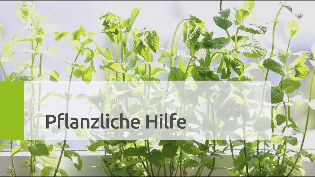 Pfefferminze und K&uuml;mmel gegen Verdaungsbeschwerden