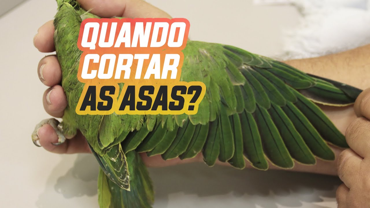 PRECISA CORTAR AS ASAS DE RING NECK?