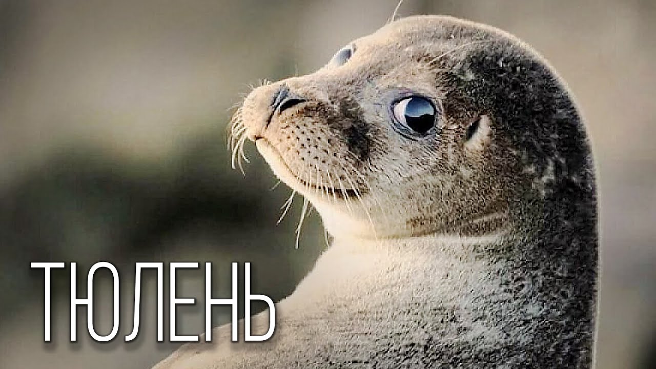 Тюлени: Котики, Слоны и Зайцы | Интересные факты про тюленей