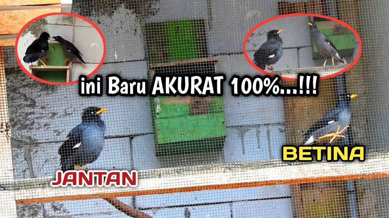 PERBEDAAN JALAK KEBO JANTAN DAN BETINA‼️ PALING AKURAT