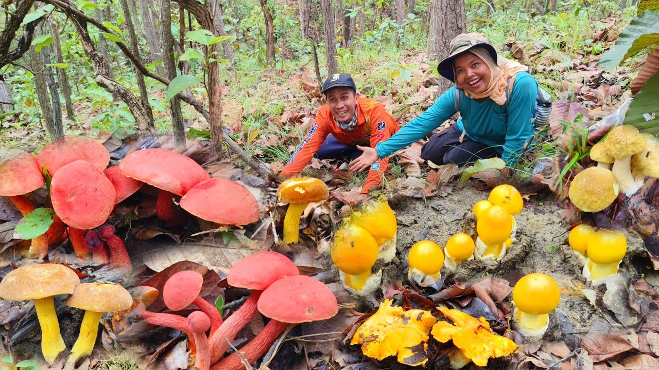 วันนี้เข้าป่า พากันยืนงงในดงเห็ดอีกแล้ว เห็ดปลวก เห็ดผึ้งอีกหลายชนิดเกิดเต็มดอย 1 มิถุนายน 2568