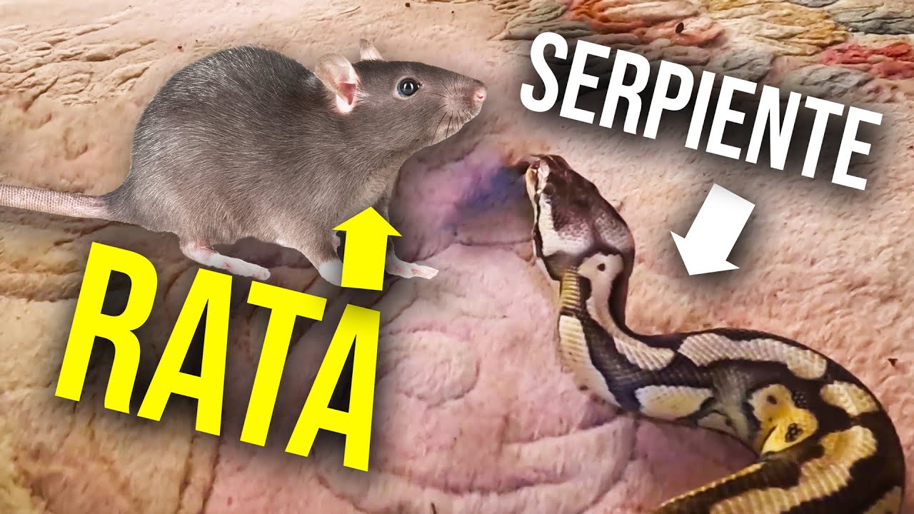 ¡¡CÓMO DESHACERSE DE LAS RATAS RÁPIDO!!...serpientes