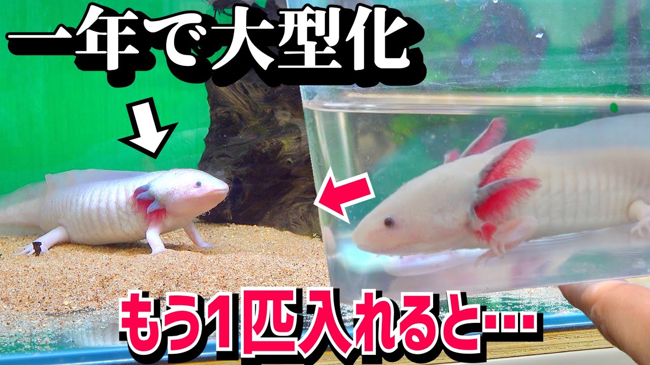売れ残りから１年で巨大化したウパの水槽にもう1匹泳がせてみると…【ウーパールーパー飼育】