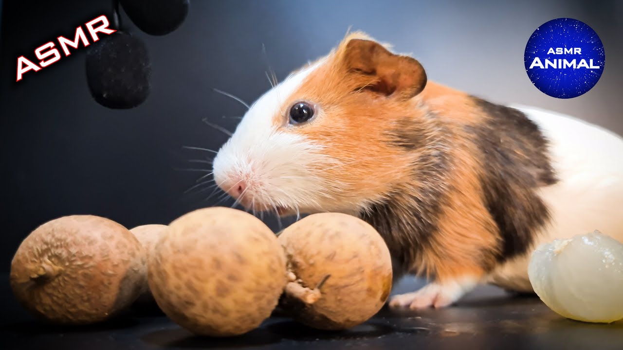 Guinea Pig Eating Longan Fruit ASMR #10