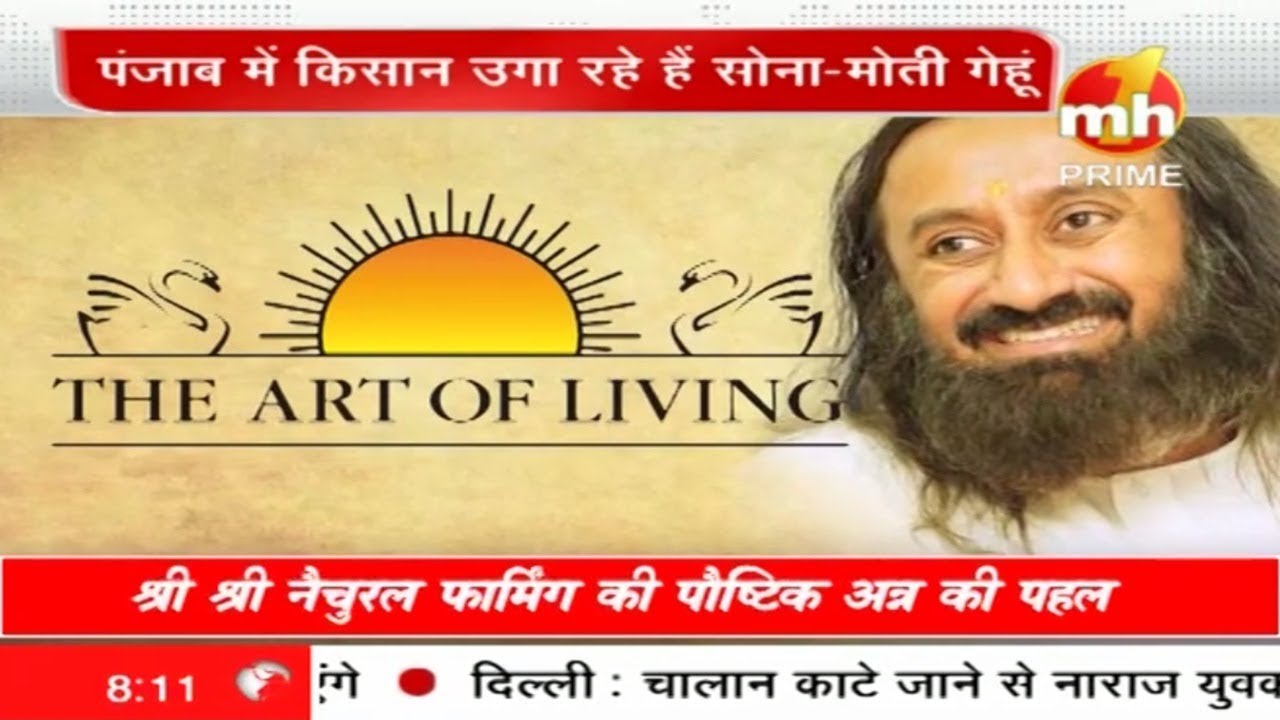 ART OF LIVING का प्रयास सोना-मोती गेहूं इंसान के लिए बनेगा वरदान