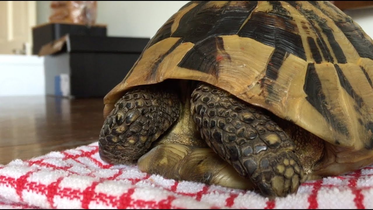 Hibernating Tortoise Unboxing 2019
