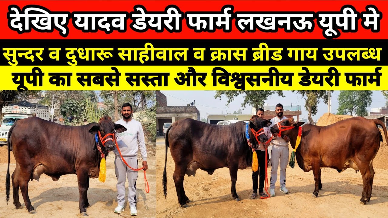 देखिए यादव डेयरी फार्म पर बेहतरीन साहीवाल व क्रास ब्रीड गाय बिक्री के लिए उपलब्ध || yadav dairy farm