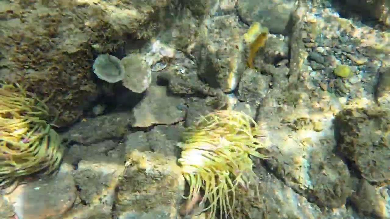 Group of Parablennius pilicornis (with different coloration) and Parablennius sanguinolentus