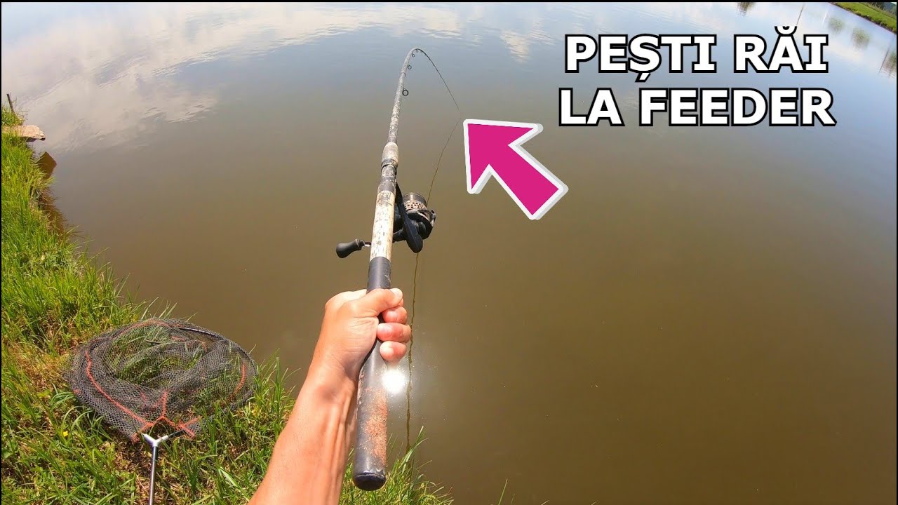 PEȘTI RĂI La Feeder la Complexul Piscicol Tâmpa