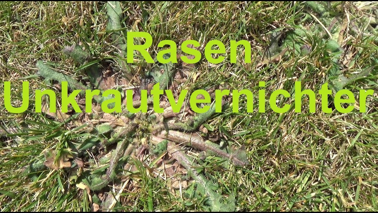 COMPO Rasen Unkrautvernichter Perfekt Unkraut Rasen entfernen Kein Unkraut im Rasen mehr