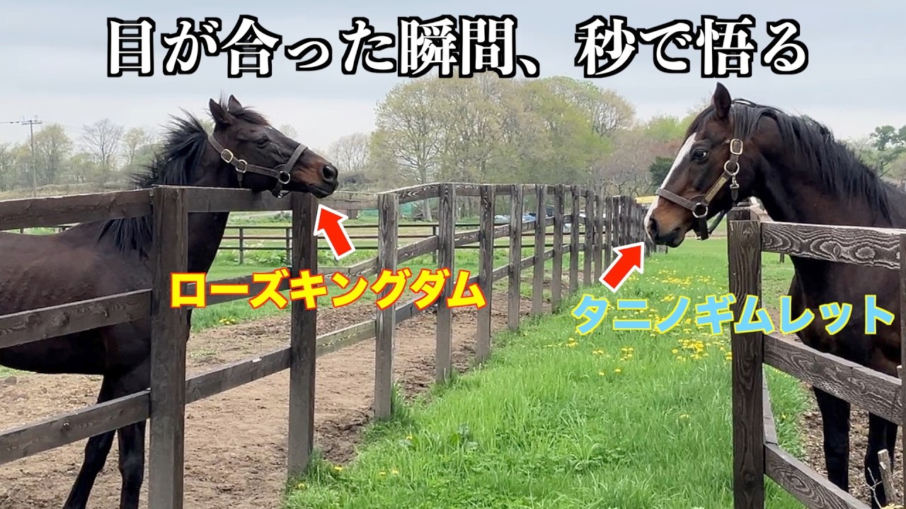 破壊神【タニノギムレット】目が合った瞬間、秒で悟る！？55選