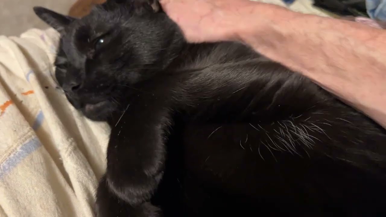 Kitty massage