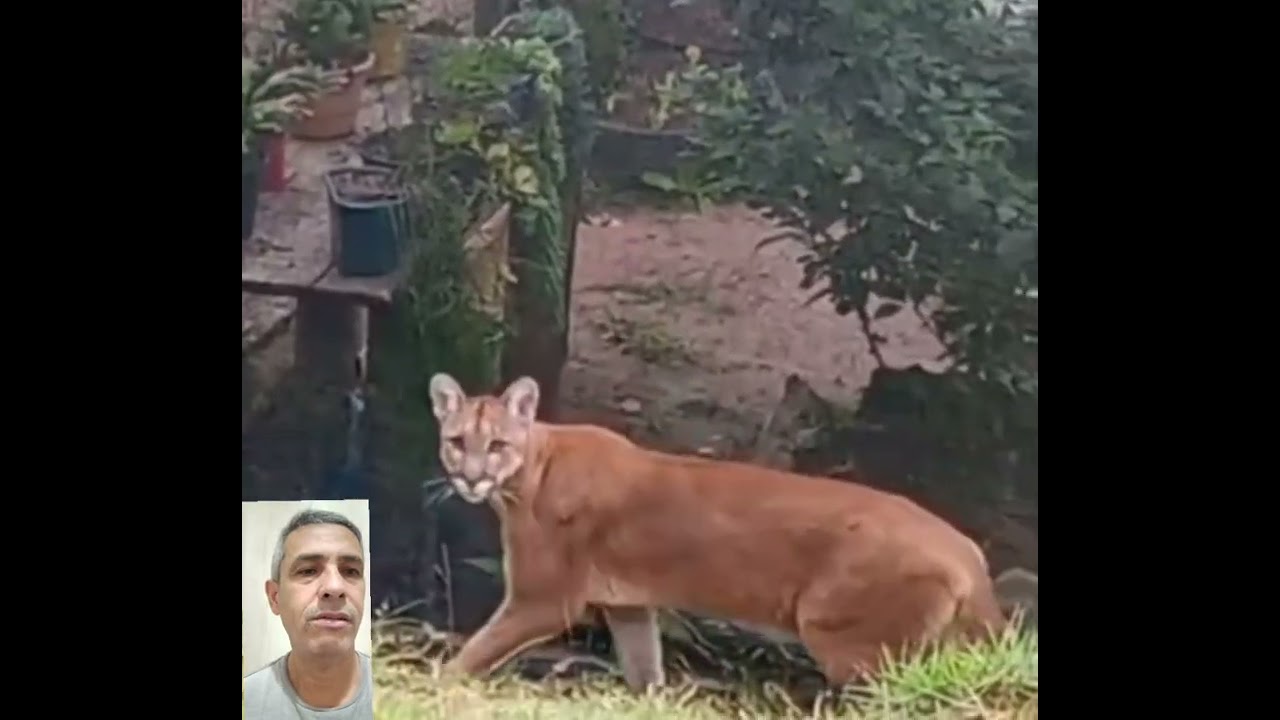 Onça Parda , a sorte que ela se assustou#