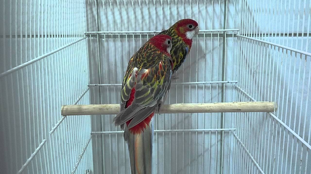 Rosela Eximius Vermelho Canela