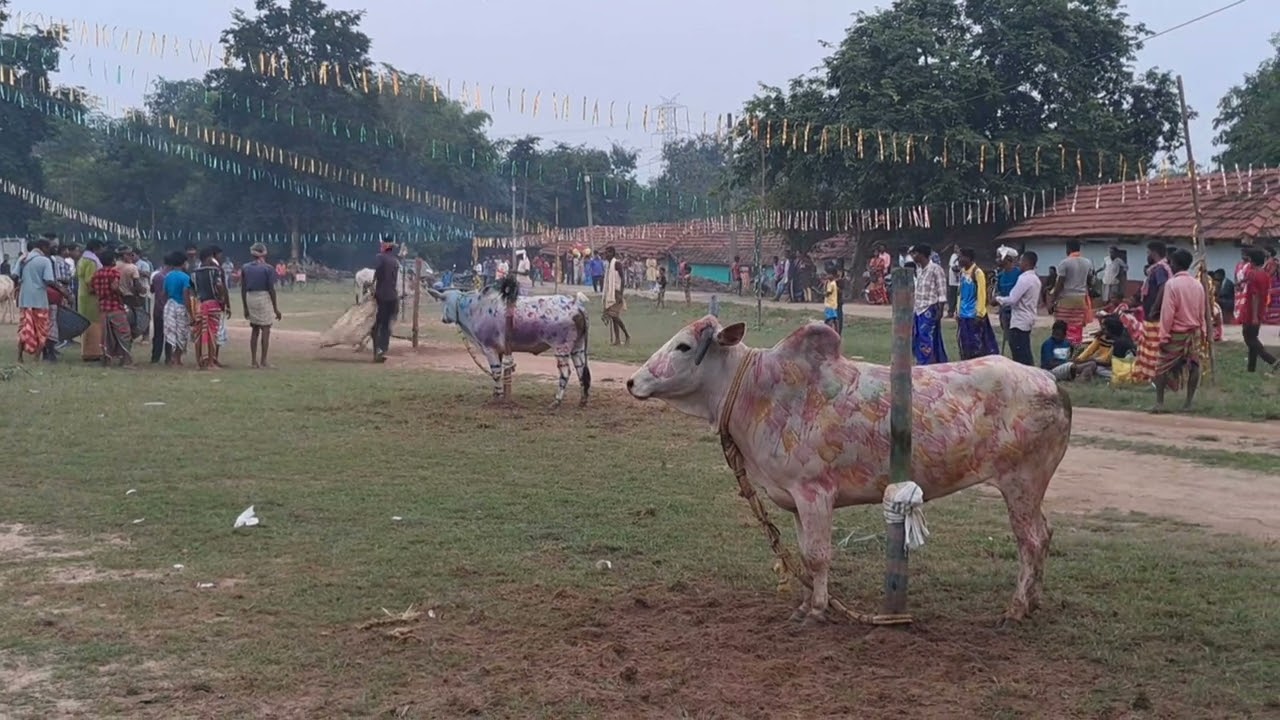 हमारे गाँव का बैल खूंटाव 🐂🐂🐃🫎 //Diwali videos// Sohray videos #trending#dailyvlog#diwali #viralvideo