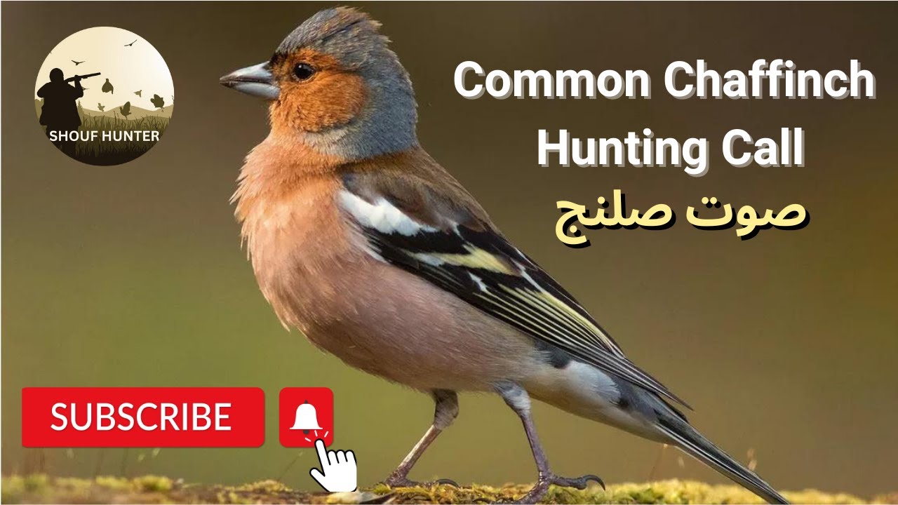 Common Chaffinch (Fringilla coelebs) Hunting Call / 💥صوت الصلنج للصيد