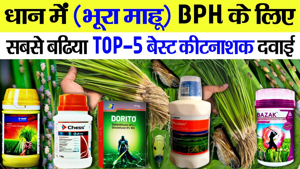 धान में भूरा माहू कैसे कंट्रोल करें | Dhaan me BPH ki best kitnashak | Dhan me bhura mahu ki dwai
