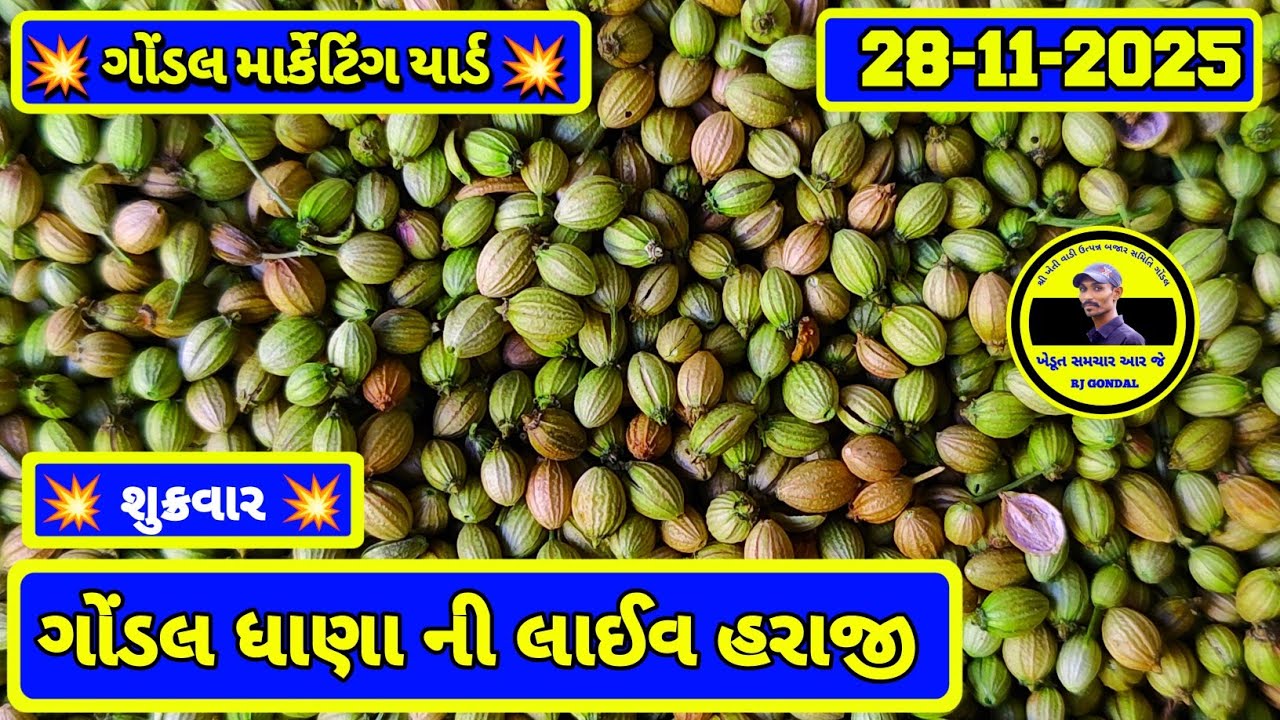 Gondal Dhana Na Bhav | 28-11-2025 | ગોંડલ ધાણા ના ભાવ | Coriander  Market | RJ Gondal Market Yard
