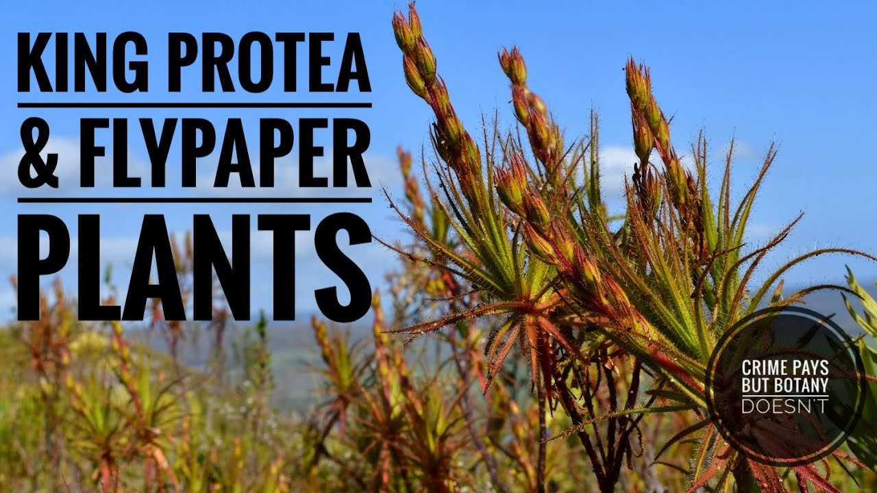 The Fly  Paper Plant of South Africa (South Africa Series - Ep. 5)