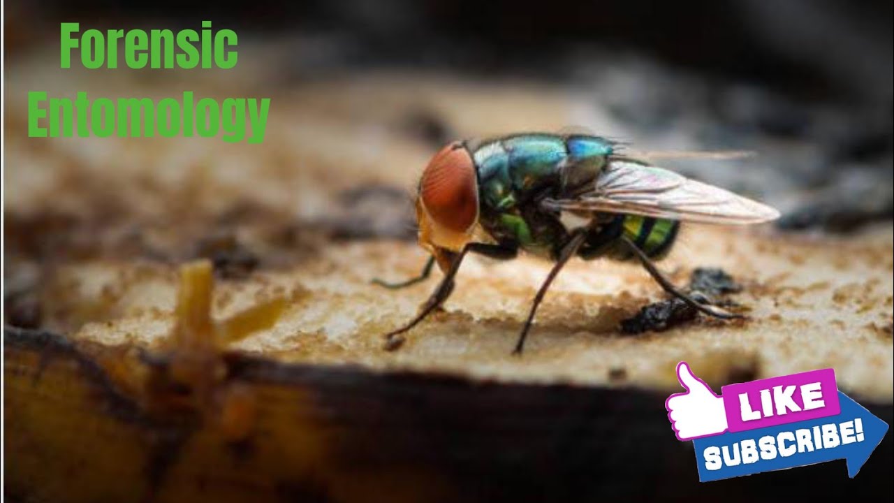 Forensic Entomology/ Insects as Crime Scene Investigators