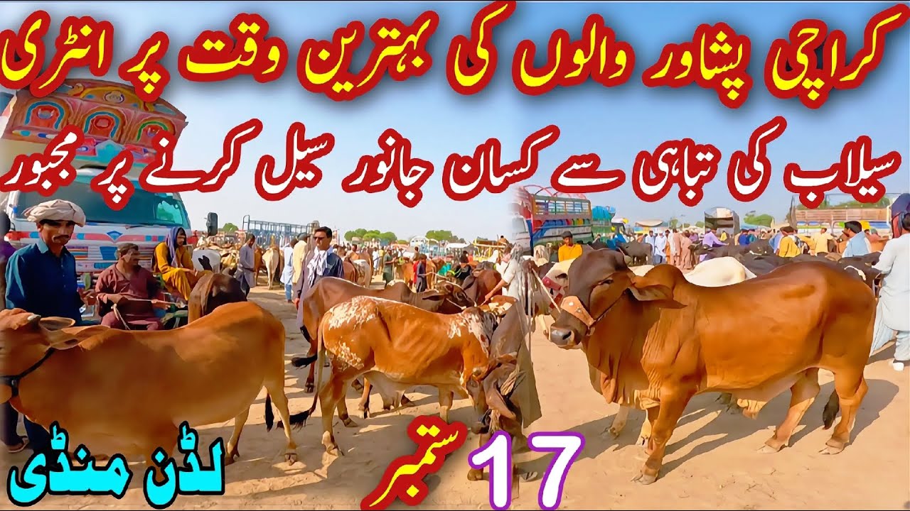 🙄Latest Ludden Mandi Update | Cattle Mandi Main Bahtreen Entry 😎| Flood Mandi Situation Update