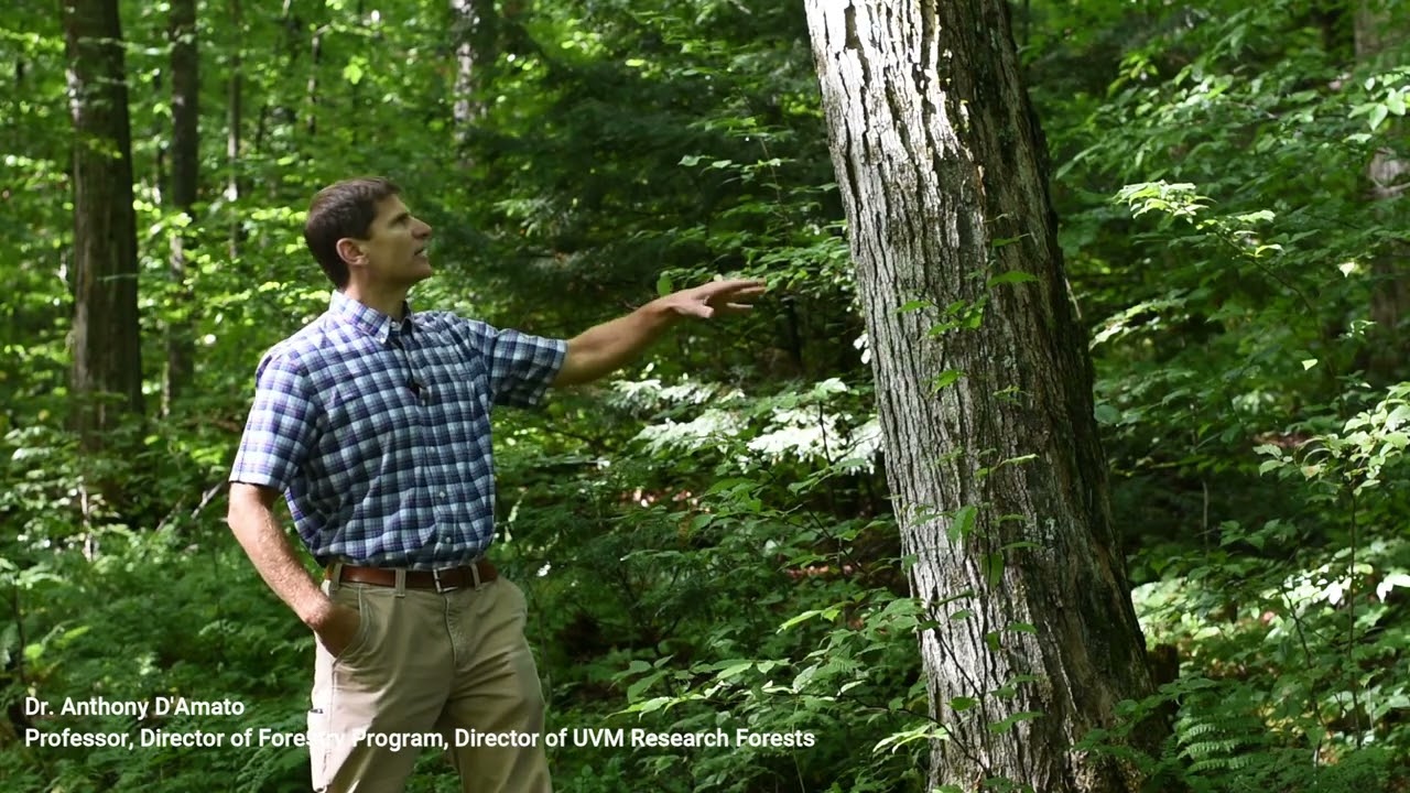 Sugarbush Management - Crop tree release