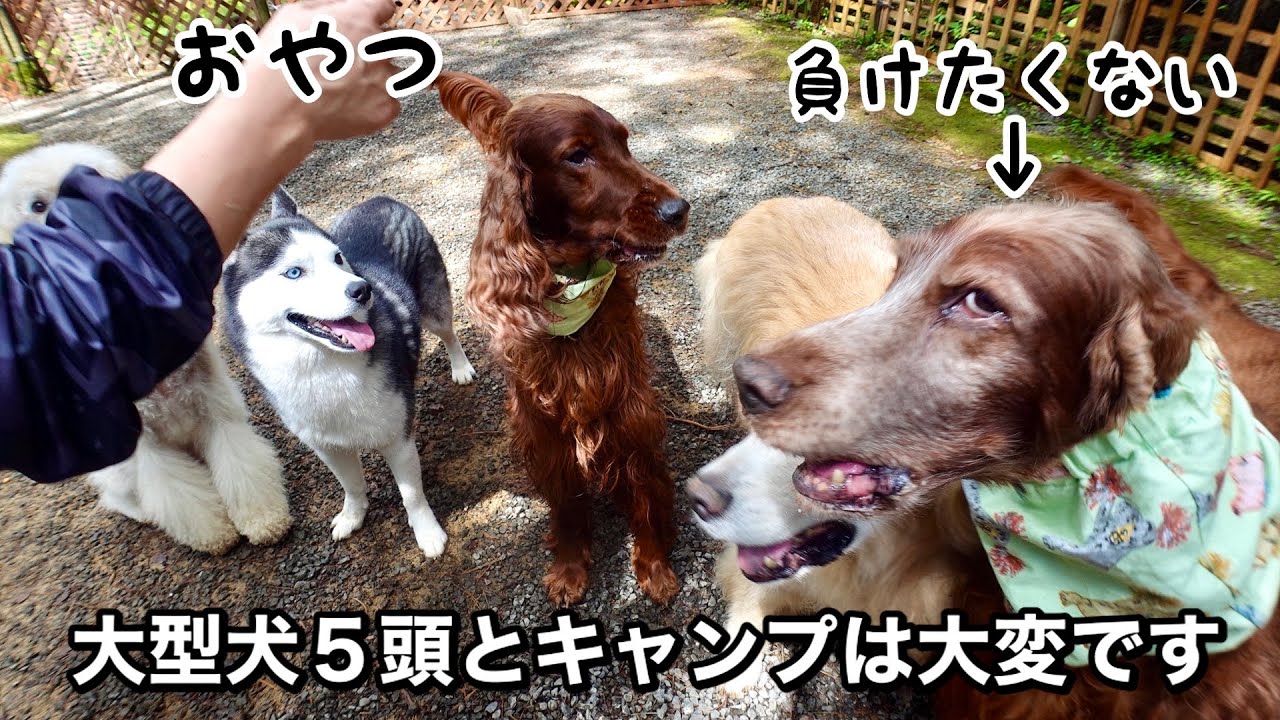 大型犬5頭と戯れたいと思ってる方こちらをご覧下さい