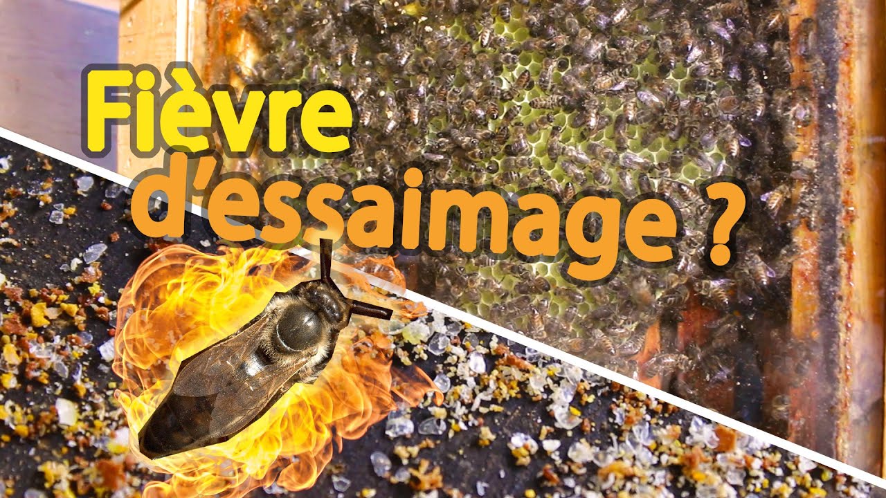 Utilisation du cadre témoin et lange comme indicateur de la fièvre d'essaimage