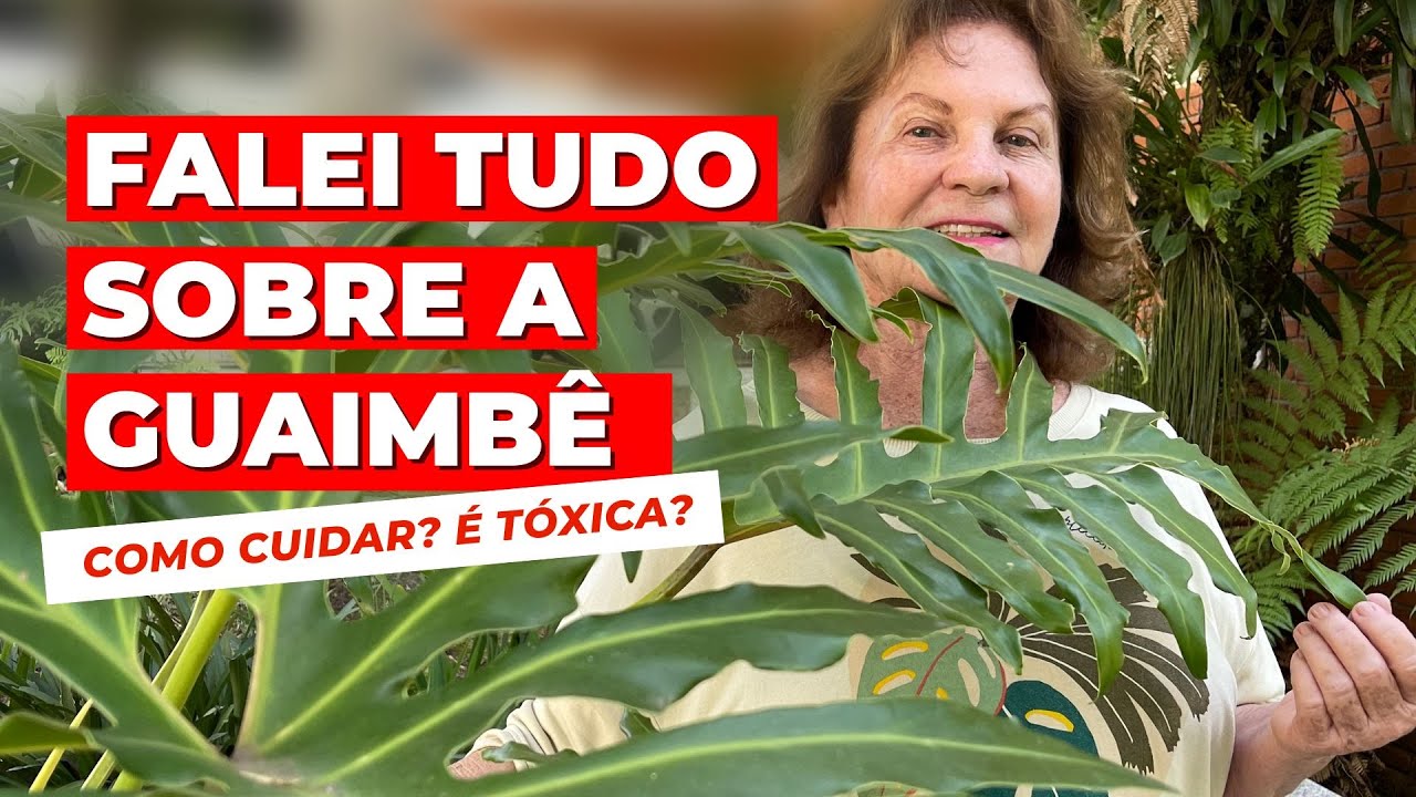 Tudo sobre a Planta Guaimbê! FATOS POUCO CONHECIDOS sobre ela revelados!!!!