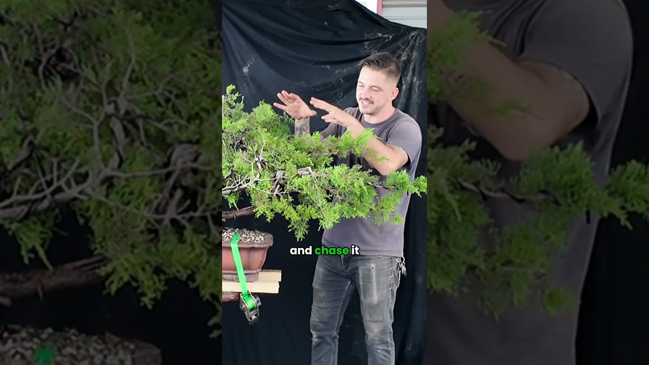 Trimming & Repotting Ashe Juniper