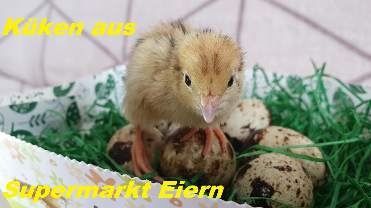 Experiment! Küken aus Supermarkt Eiern! Deutsch. По немецки.#funny#pets