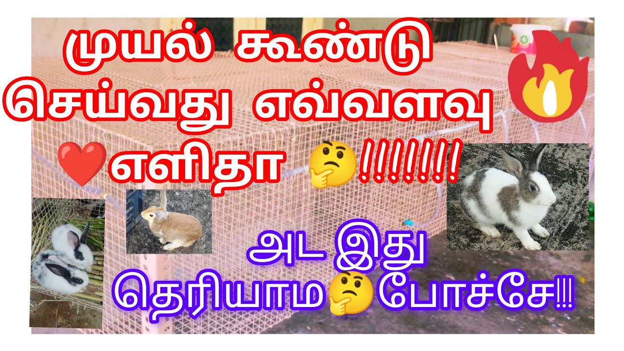  முயல் கூண்டு Rabbid cage