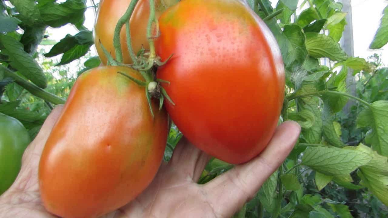 КНЯГИНЯ И РАДУНИЦА